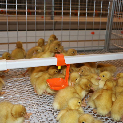 Ball valve type chicken nipple drinker