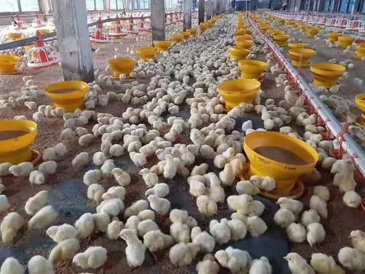 14 Grids Pan Chicken Feeding Line Automatic Poultry Feeders And Drinkers