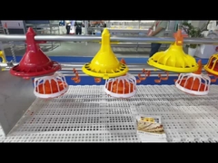 Automatyczny system karmienia drobiu