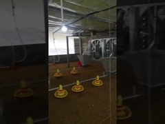 Dostosowane automatyczne urządzenie do karmienia kurczaków Regulowane napięcie